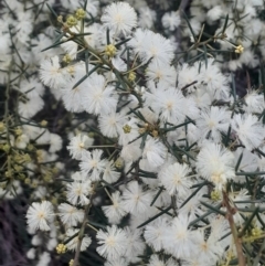 Acacia genistifolia at Acton, ACT - 4 Aug 2024 04:18 PM