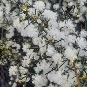 Acacia genistifolia at Acton, ACT - 4 Aug 2024