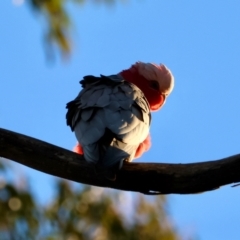 Eolophus roseicapilla (Galah) at Hughes, ACT - 30 Jul 2024 by LisaH