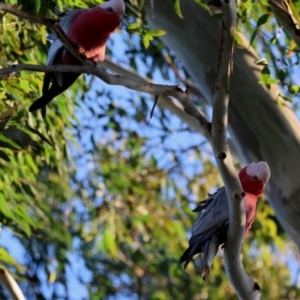 Eolophus roseicapilla at Hughes, ACT - 30 Jul 2024