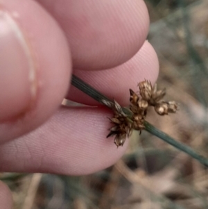 Juncus remotiflorus at Acton, ACT - 4 Aug 2024 04:11 PM