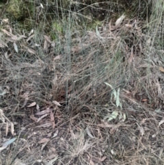 Juncus remotiflorus at Acton, ACT - 4 Aug 2024 04:11 PM