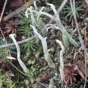 Cladonia scabriuscula at Acton, ACT - 4 Aug 2024 03:49 PM