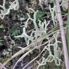 Cladonia scabriuscula at Acton, ACT - 4 Aug 2024