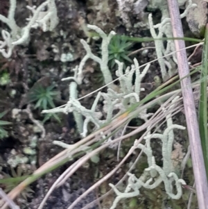 Cladonia scabriuscula at Acton, ACT - 4 Aug 2024