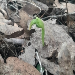 Pterostylis nutans (Nodding Greenhood) at Acton, ACT - 4 Aug 2024 by Venture