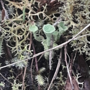 Cladonia fimbriata at Acton, ACT - 4 Aug 2024