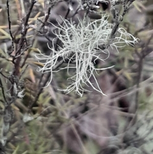 Usnea sp. (genus) at Acton, ACT - 4 Aug 2024