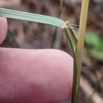 Rytidosperma (genus) (Wallaby Grass) at Acton, ACT - 4 Aug 2024 by Venture