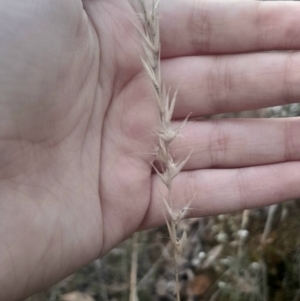 Rytidosperma sp. at Acton, ACT - 4 Aug 2024