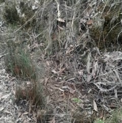 Rytidosperma sp. at Acton, ACT - 4 Aug 2024