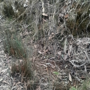 Rytidosperma sp. at Acton, ACT - 4 Aug 2024