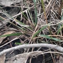 Rytidosperma sp. at Acton, ACT - 4 Aug 2024