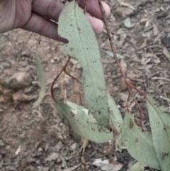 Eucalyptus macrorhyncha subsp. macrorhyncha at Acton, ACT - 4 Aug 2024