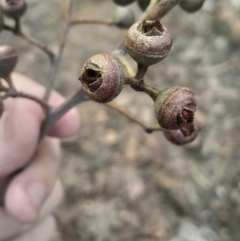 Eucalyptus macrorhyncha subsp. macrorhyncha at Acton, ACT - 4 Aug 2024