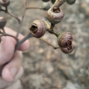 Eucalyptus macrorhyncha subsp. macrorhyncha at Acton, ACT - 4 Aug 2024