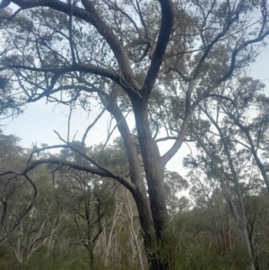 Eucalyptus macrorhyncha subsp. macrorhyncha at Acton, ACT - 4 Aug 2024 03:36 PM