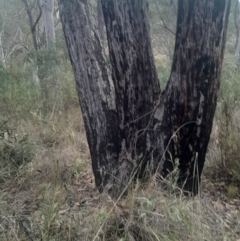 Eucalyptus macrorhyncha subsp. macrorhyncha at Acton, ACT - 4 Aug 2024