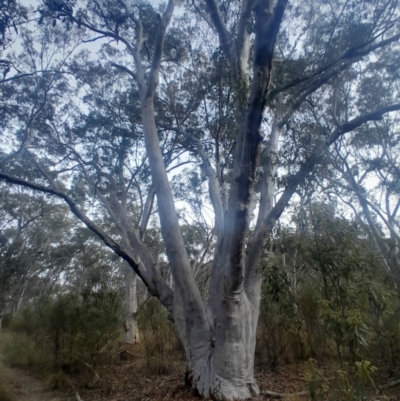 Eucalyptus rossii (Inland Scribbly Gum) at Acton, ACT - 4 Aug 2024 by Venture