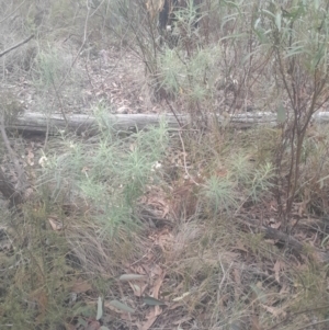 Cassinia longifolia at Acton, ACT - 4 Aug 2024