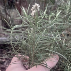 Cassinia longifolia at Acton, ACT - 4 Aug 2024