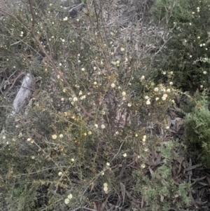 Acacia gunnii at Acton, ACT - 4 Aug 2024