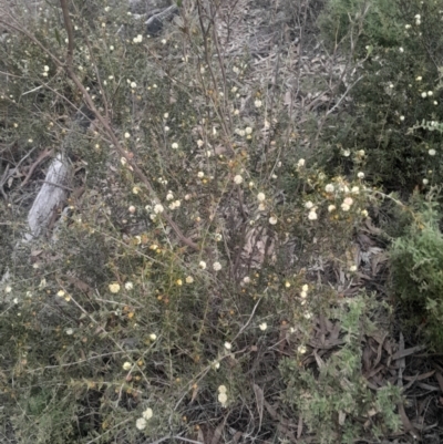 Acacia gunnii (Ploughshare Wattle) at Acton, ACT - 4 Aug 2024 by Venture