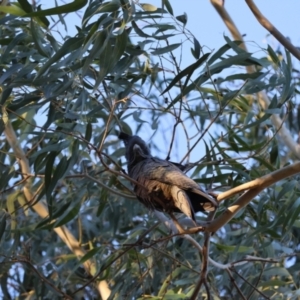 Callocephalon fimbriatum at Hughes, ACT - 30 Jul 2024