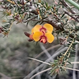 Dillwynia phylicoides at Acton, ACT - 4 Aug 2024