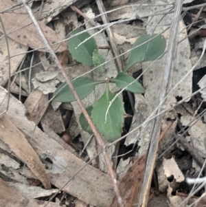 Goodenia hederacea subsp. hederacea at Acton, ACT - 4 Aug 2024