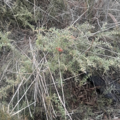 Grevillea alpina (Mountain Grevillea / Cat's Claws Grevillea) at Acton, ACT - 4 Aug 2024 by Venture