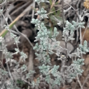 Chrysocephalum apiculatum at Acton, ACT - 4 Aug 2024