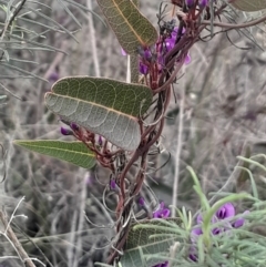 Hardenbergia violacea (False Sarsaparilla) at Acton, ACT - 4 Aug 2024 by Venture