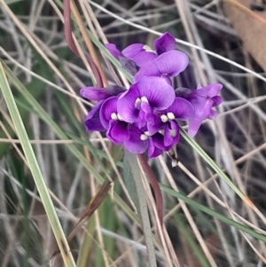 Hardenbergia violacea at Acton, ACT - 4 Aug 2024