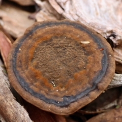 Sanguinoderma rude (Red-staining Stalked Polypore) at Mongarlowe, NSW - 1 Aug 2024 by LisaH