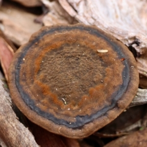 Sanguinoderma rude at Mongarlowe, NSW - suppressed