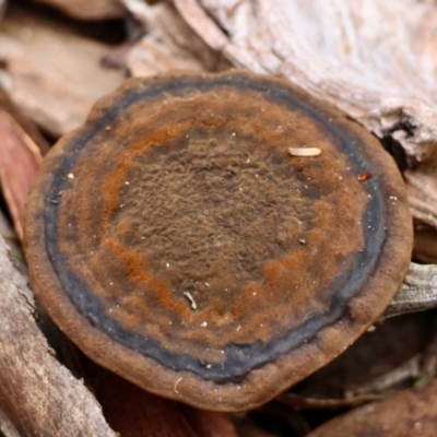 Sanguinoderma rude (Red-staining Stalked Polypore) at Mongarlowe, NSW - 1 Aug 2024 by LisaH