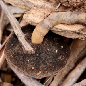 Sanguinoderma rude at Mongarlowe, NSW - suppressed