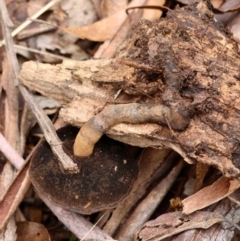 Sanguinoderma rude at Mongarlowe, NSW - 1 Aug 2024