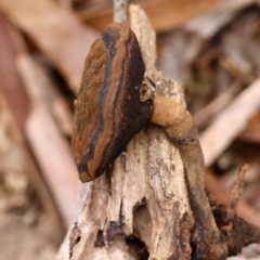 Sanguinoderma rude at Mongarlowe, NSW - suppressed