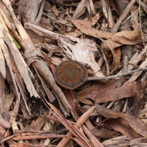 Sanguinoderma rude at Mongarlowe, NSW - 1 Aug 2024