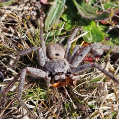 Isopeda canberrana (Canberra Huntsman Spider) at Braidwood, NSW - 3 Aug 2024 by MatthewFrawley