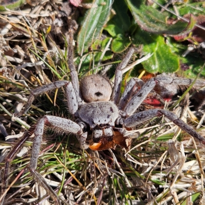 Isopeda canberrana (Canberra Huntsman Spider) at Braidwood, NSW - 4 Aug 2024 by MatthewFrawley