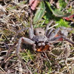 Isopeda canberrana at Braidwood, NSW - 4 Aug 2024 09:59 AM