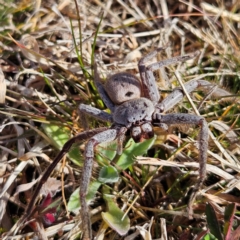 Isopeda canberrana at Braidwood, NSW - 4 Aug 2024 09:59 AM