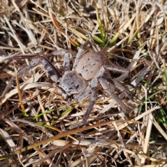 Isopeda canberrana at Braidwood, NSW - 4 Aug 2024