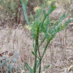 Acacia sp. (A Wattle) at Hughes, ACT - 4 Aug 2024 by LisaH