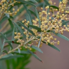 Acacia sp. at Hughes, ACT - 4 Aug 2024