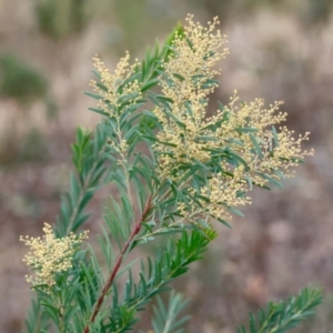 Acacia sp. at Hughes, ACT - 4 Aug 2024