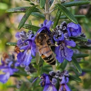 Apis mellifera at Braidwood, NSW - 4 Aug 2024 02:01 PM